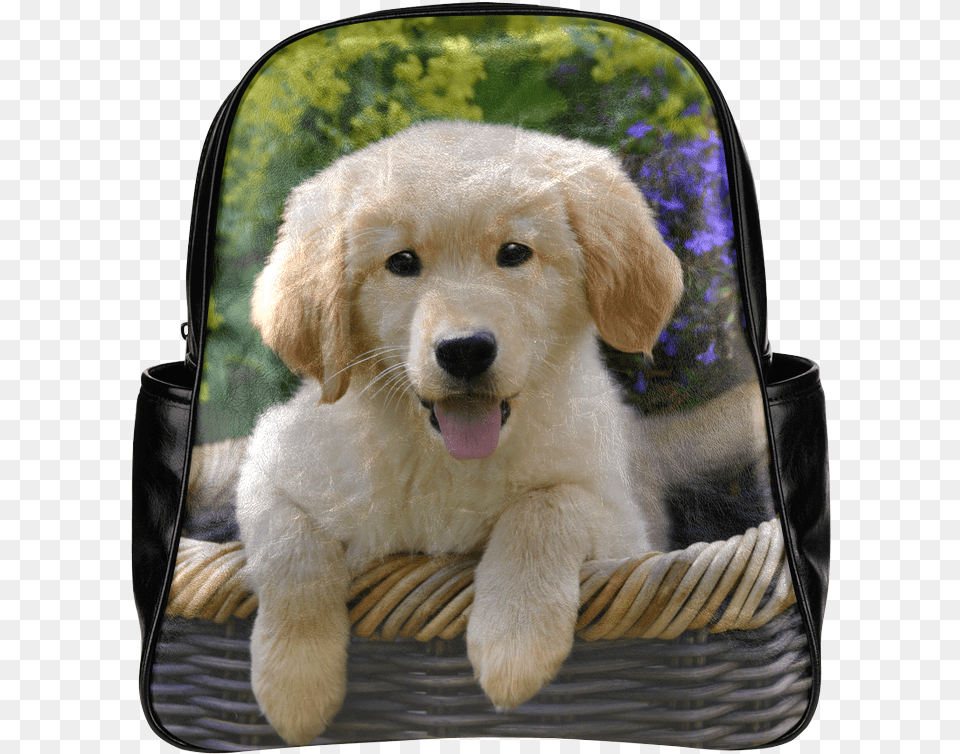 Cute Young Golden Retriever Dog Goldie Puppy Portrait, Animal, Pet, Canine, Mammal Free Png