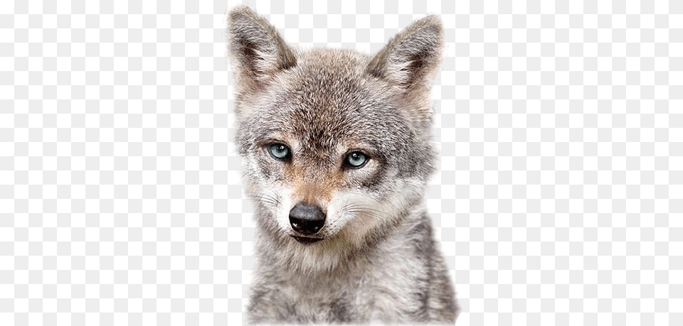 Cuteanimals Wolfs Freetoedit Freetoedit, Animal, Coyote, Mammal, Kangaroo Png