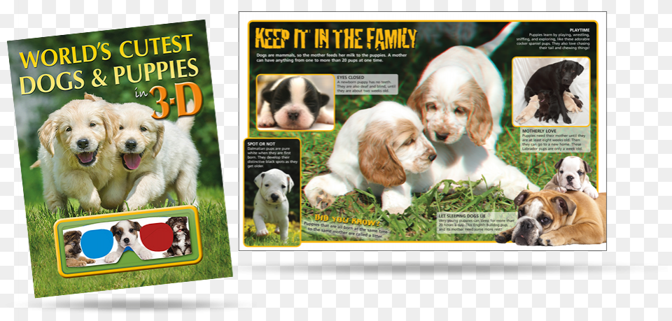 Cutest 3d Dogs And Puppies 2017 Just Golden Puppies Wall Calendar Book, Animal, Canine, Dog, Mammal Free Png Download