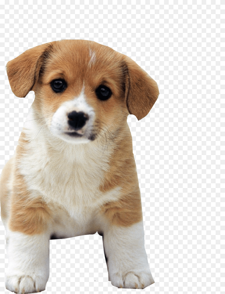 Cutest Dog Ever Cute Dog, Animal, Canine, Mammal, Pet Png Image