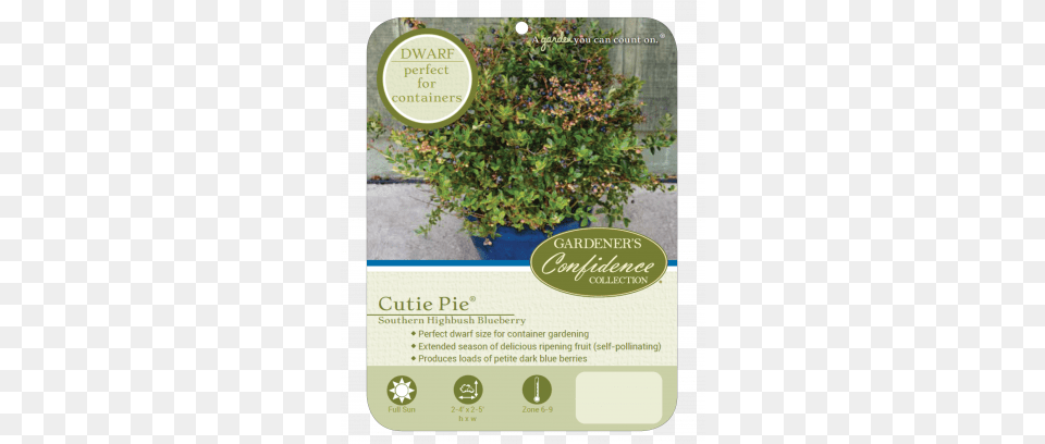 Cutie Pie Gardeners Confidence Collection Bearberry, Vegetation, Produce, Plant, Herbs Free Transparent Png