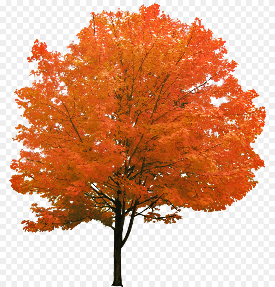 Cutout Autumn Tree Red Maple Tree, Leaf, Plant Free Png