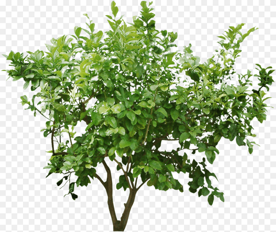 Cutout Bush Tree Vector For Photoshop, Plant, Potted Plant, Vegetation, Leaf Free Transparent Png
