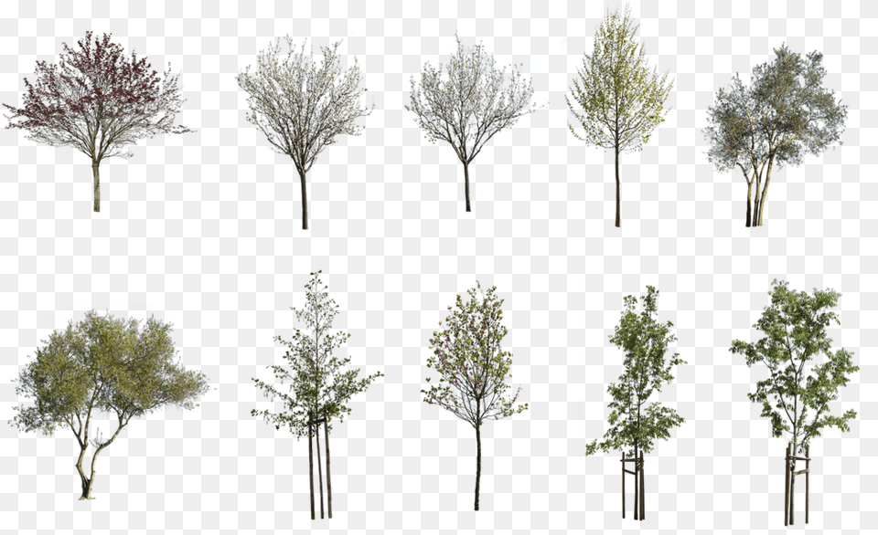 Cutout Trees Pack, Art, Collage, Tree, Plant Free Png Download