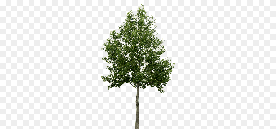 Cutout Green Tree In Format For Your Visualization Tree Cut Out, Maple, Oak, Plant, Sycamore Free Transparent Png