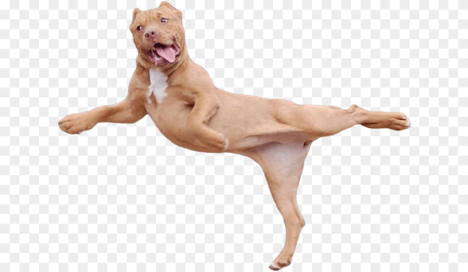 Cutout Lion, Animal, Bulldog, Canine, Dog Png Image