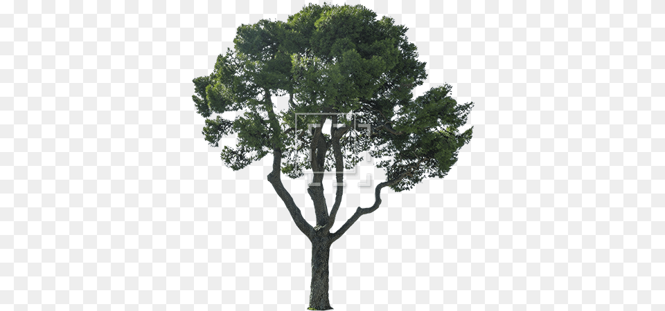 Cutout Mediterranean Tree Oak, Plant, Sycamore, Tree Trunk, Vegetation Png