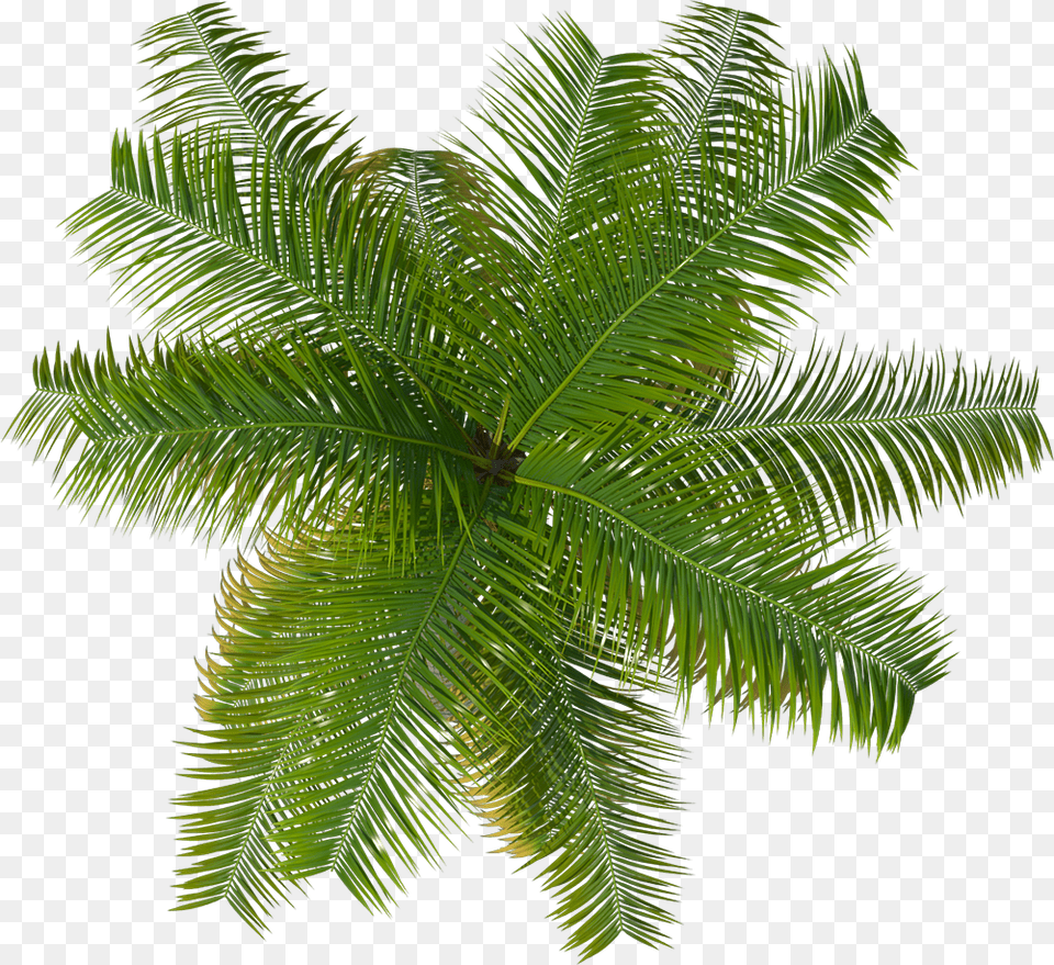 Cutout Palm Tree, Fern, Leaf, Plant, Rainforest Free Png
