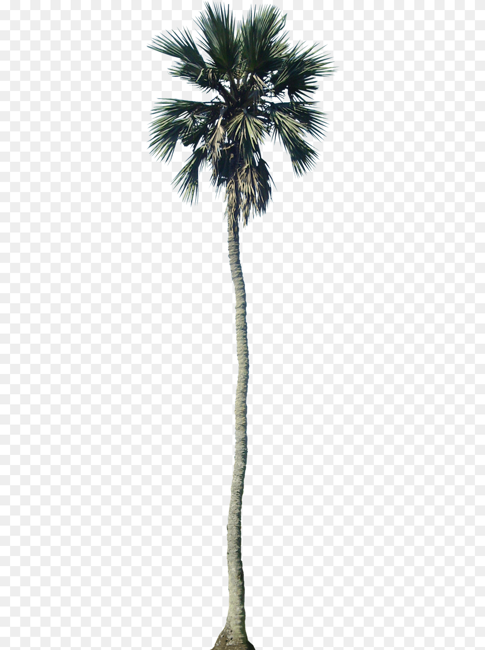 Cutout Palm Trees, Palm Tree, Plant, Tree Free Transparent Png