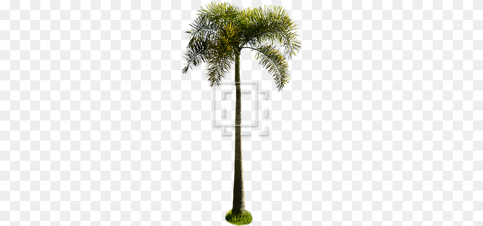 Cutout People Palm Trees, Palm Tree, Plant, Tree, Cross Png Image