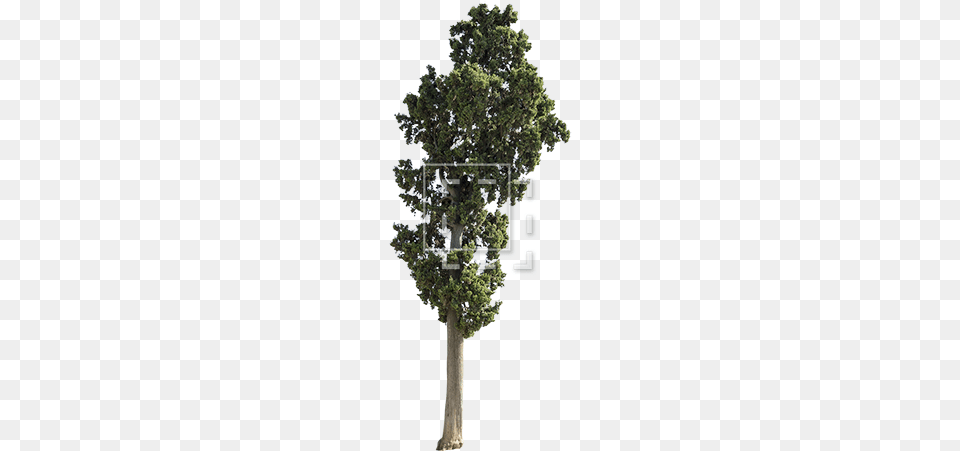 Cutout People Trees Tree Model Corona 3d, Oak, Plant, Sycamore, Tree Trunk Free Transparent Png