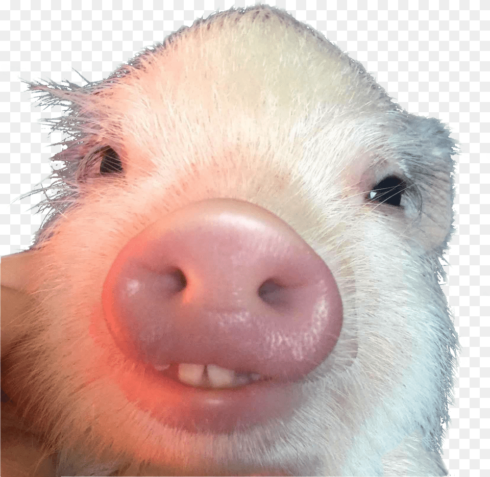 Cutout Piglet With Buck Teeth, Animal, Mammal, Pig, Snout Png Image