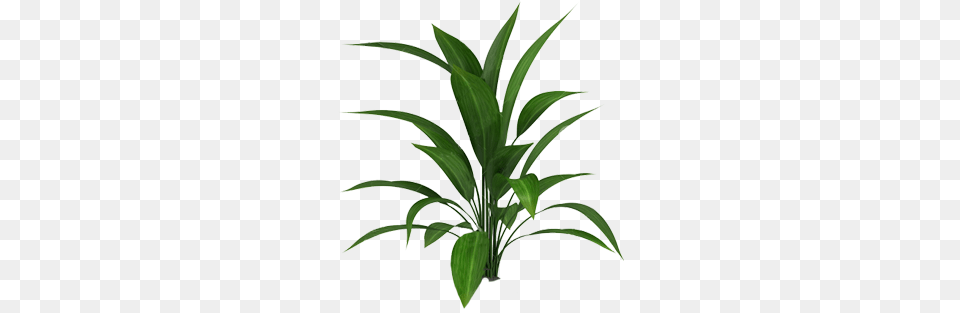 Cutout Plant Cutout Plants Tropical Plants, Leaf, Palm Tree, Potted Plant, Tree Free Png