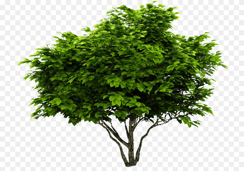 Cutout Plant Shrub Photoshop Maple Tree, Green, Leaf, Potted Plant, Oak Png