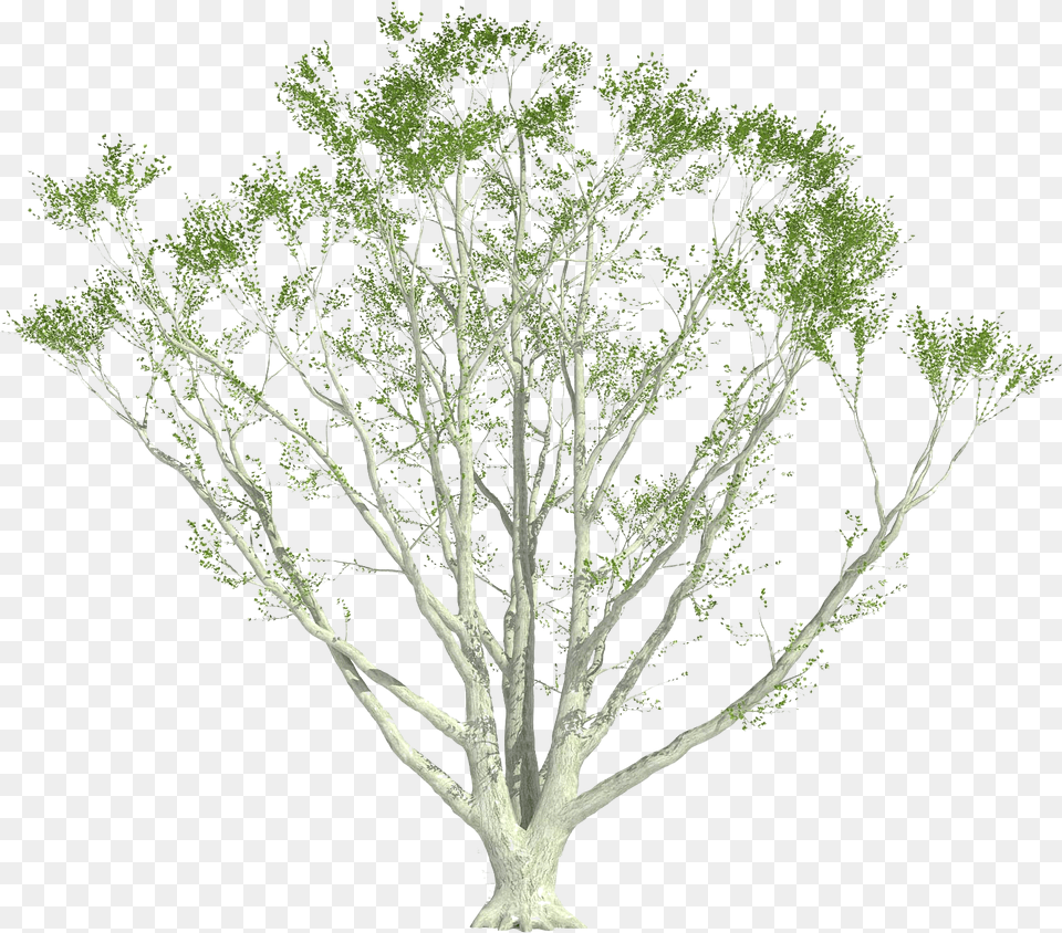 Cutout Plant Shrub Shrubs Perspective Arch Photoshop Shrub, Potted Plant, Tree, Oak, Sycamore Png Image