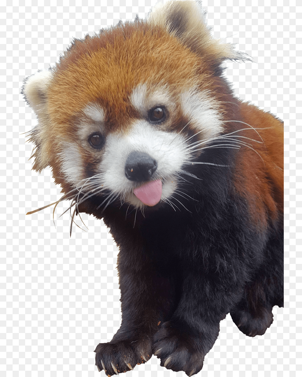 Cutout Red Panda Raccoon, Animal, Canine, Dog, Mammal Free Png