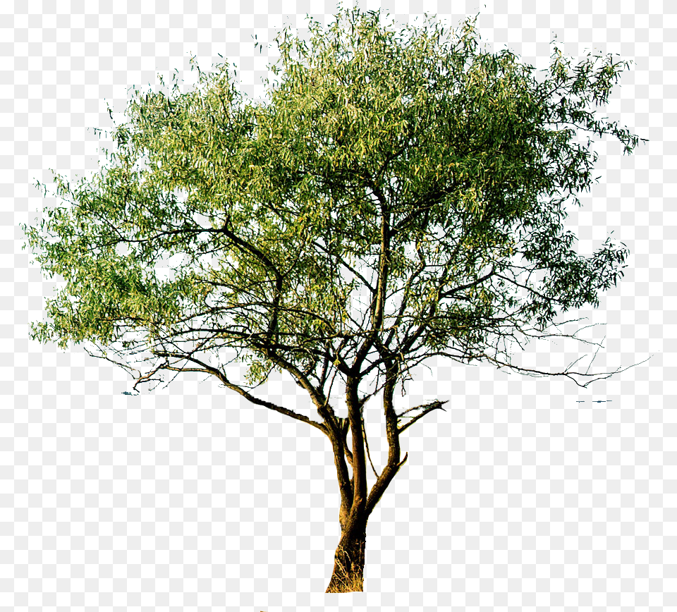 Cutout Tree Millingtonia Hortensis, Plant, Tree Trunk, Oak, Sycamore Png