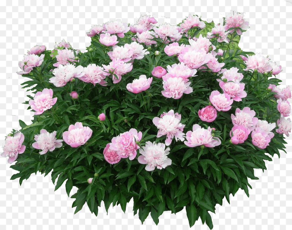 Cutout Tree Pink Flower Bush, Dahlia, Plant, Flower Arrangement, Flower Bouquet Png