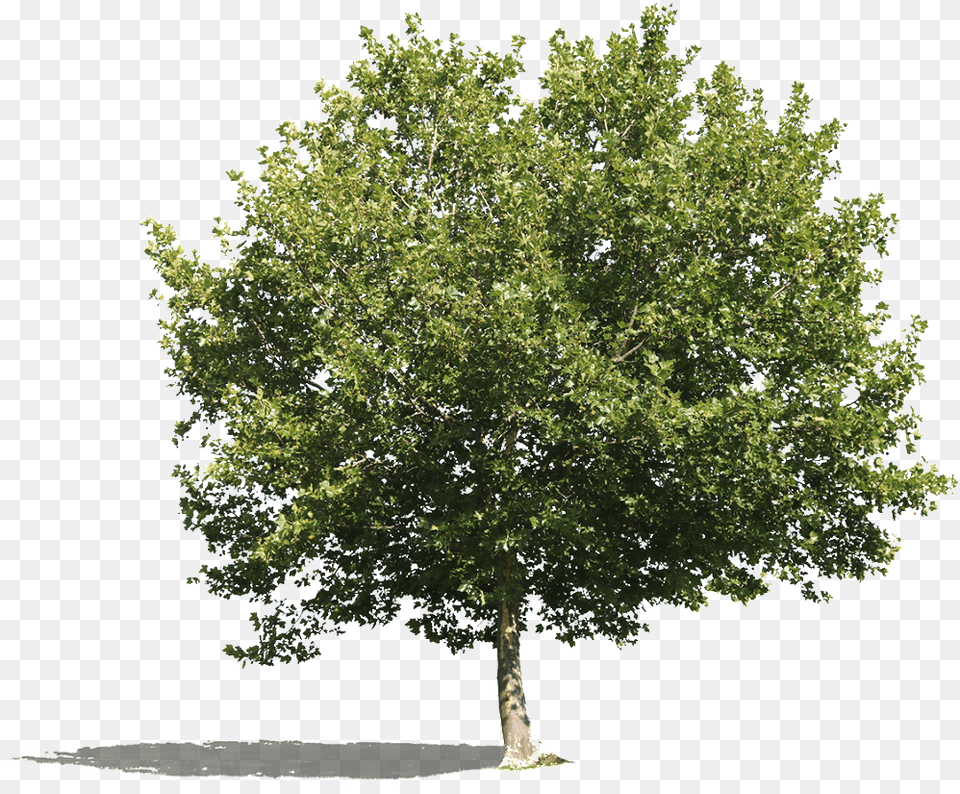 Cutout Tree Platanus, Oak, Plant, Sycamore, Maple Png Image