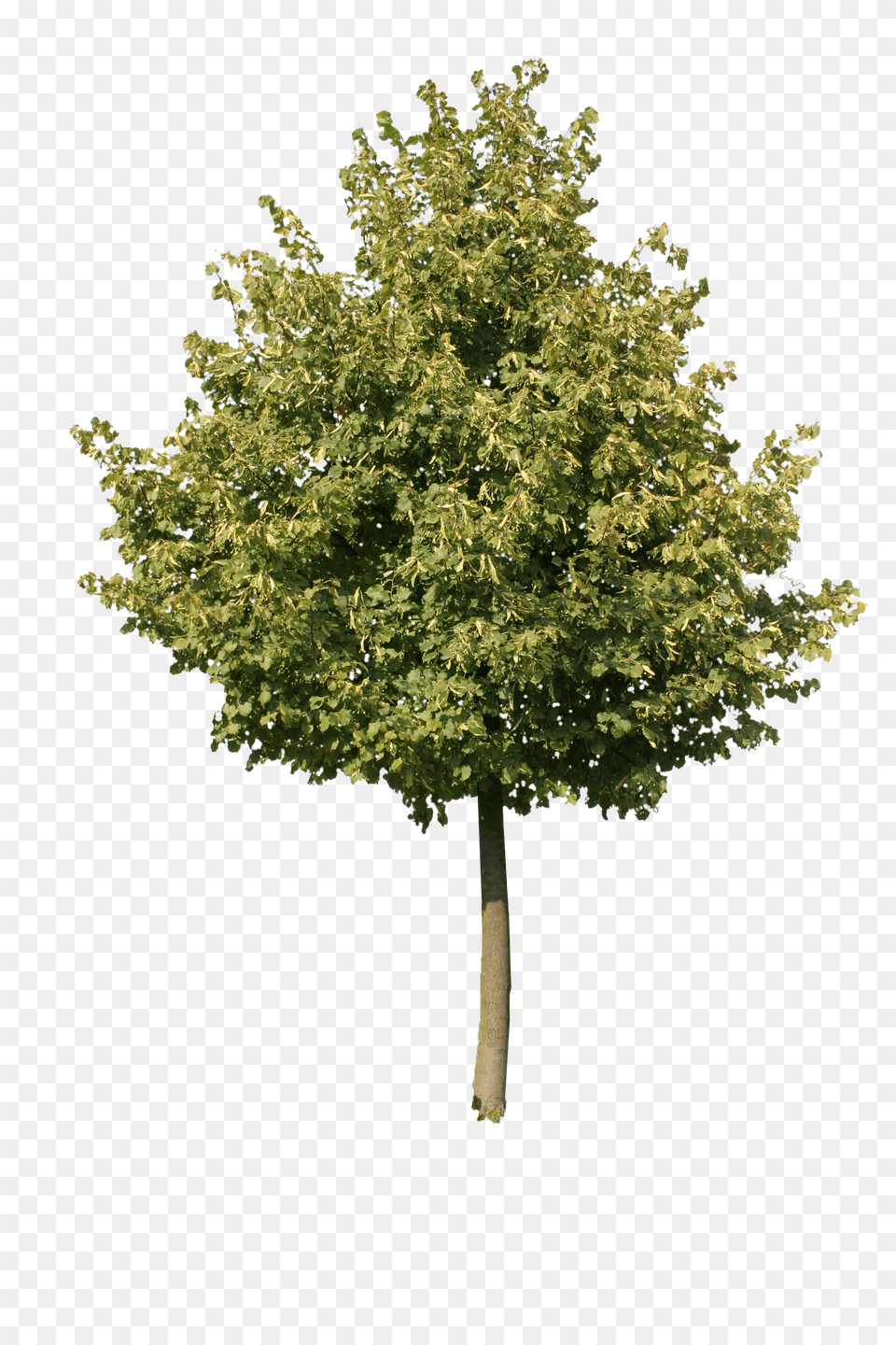 Cutout Tree So You Dont Have To Gambel Oak Png