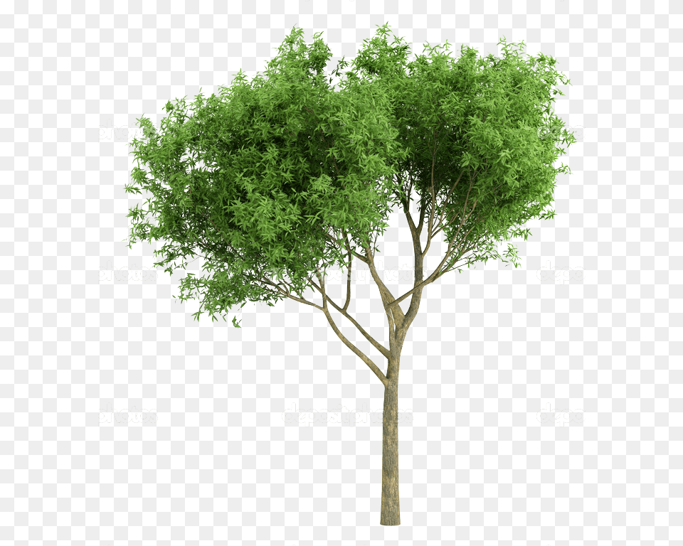 Cutout Tree Tree Plan Photoshop Photoshop Rendering Heart And Cross, Plant, Tree Trunk, Oak, Sycamore Free Transparent Png