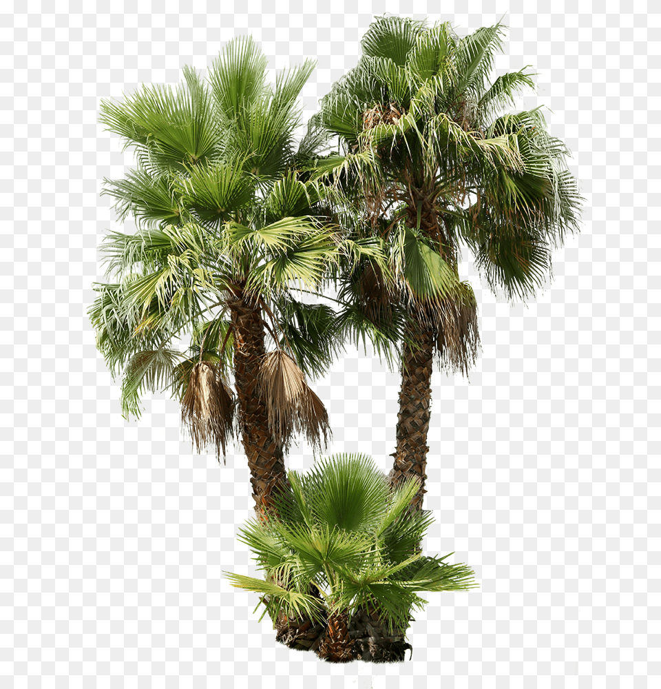 Cutout Trees, Palm Tree, Plant, Tree, Vegetation Free Png