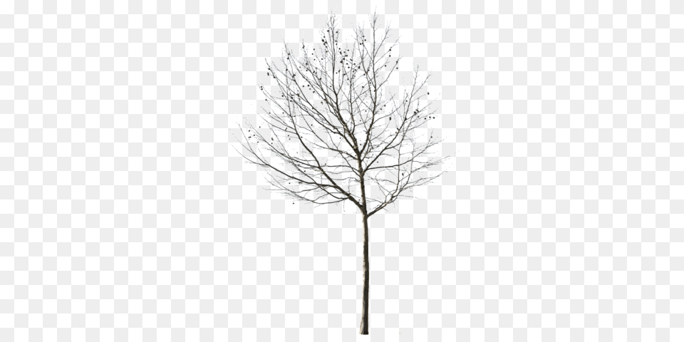 Cutout Trees Deciduous Winter Ii Transparent Background Tree Black And White, Ice, Nature, Outdoors, Plant Free Png Download