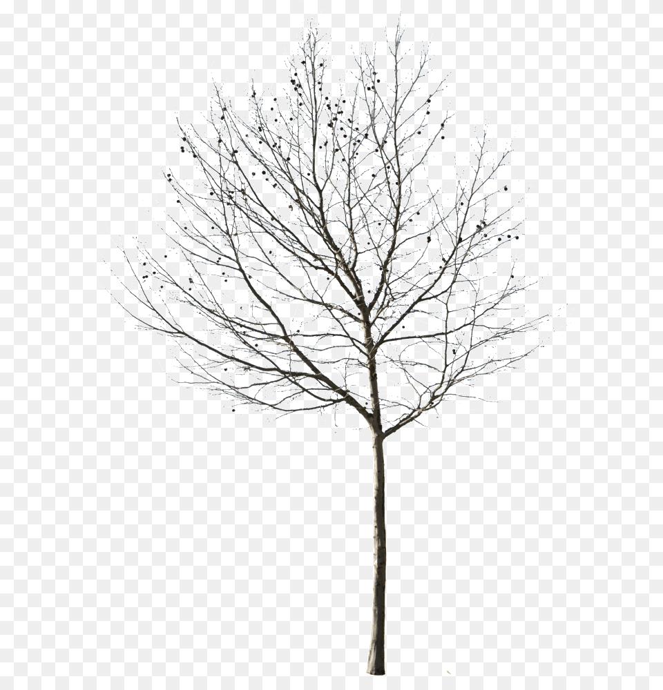 Cutout Trees Deciduous Winter Ii Winter Tree Cut Out, Frost, Ice, Nature, Outdoors Free Transparent Png