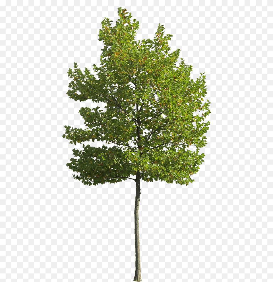 Cutout Trees Download Background Small Tree, Leaf, Maple, Oak, Plant Free Png