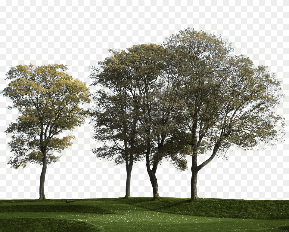 Cutout Trees U2013 Cut Out Trees Group, Grass, Tree Trunk, Lawn, Tree Png