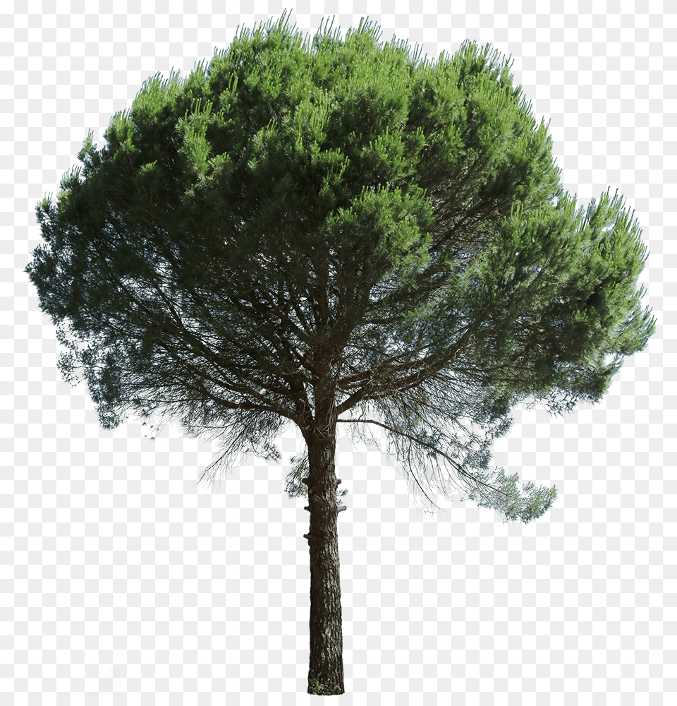 Cutout Trees U2013 Tagged Evergreen Mexican Pinyon, Plant, Tree, Tree Trunk, Conifer Free Png