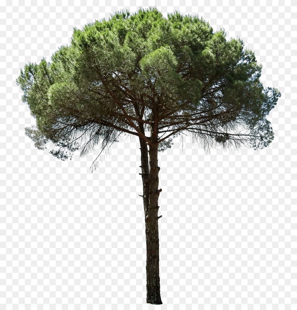 Cutout Trees U2013 Tagged Mediterranean Pinus Cut Out, Pine, Plant, Tree, Tree Trunk Free Png Download