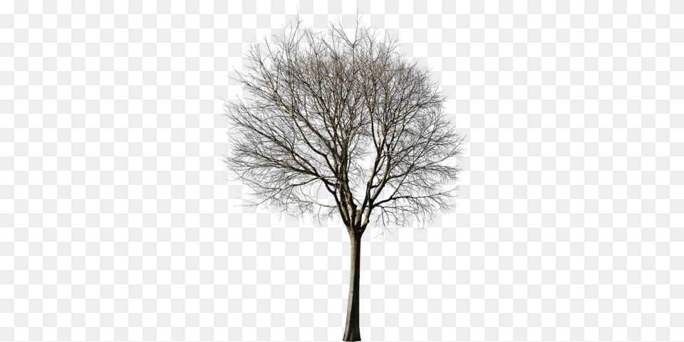 Cutout Trees U2013 Tagged Winter Pack Winter Trees Cut Out, Ice, Nature, Outdoors, Plant Png