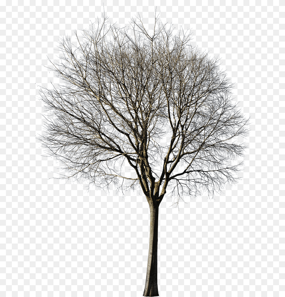 Cutout Winter Tree, Plant, Tree Trunk, City, Oak Png Image