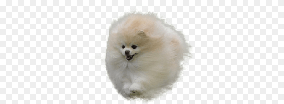 Cutouts Angry Pomeranian Over White Background, Animal, Canine, Dog, Eskimo Dog Free Transparent Png
