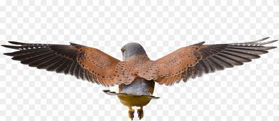 Cutouts Bird Flying From Behind, Animal, Beak Free Transparent Png
