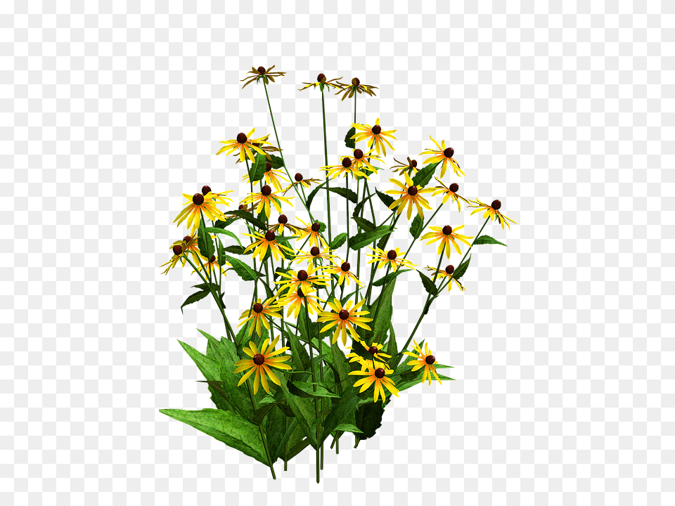 Cuts Green, Daisy, Flower, Flower Arrangement, Plant Free Transparent Png