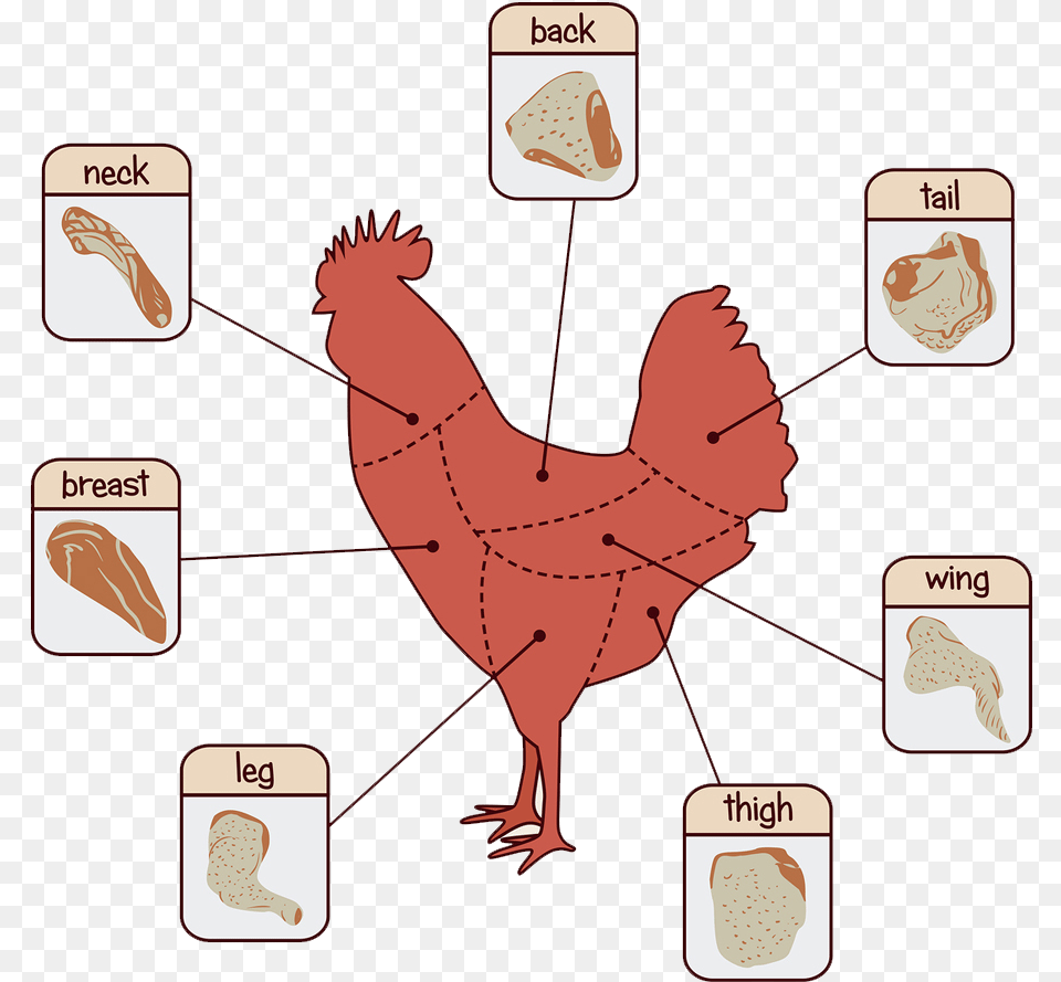Cuts Of Chicken Price, Person, Animal, Bird, Baby Png