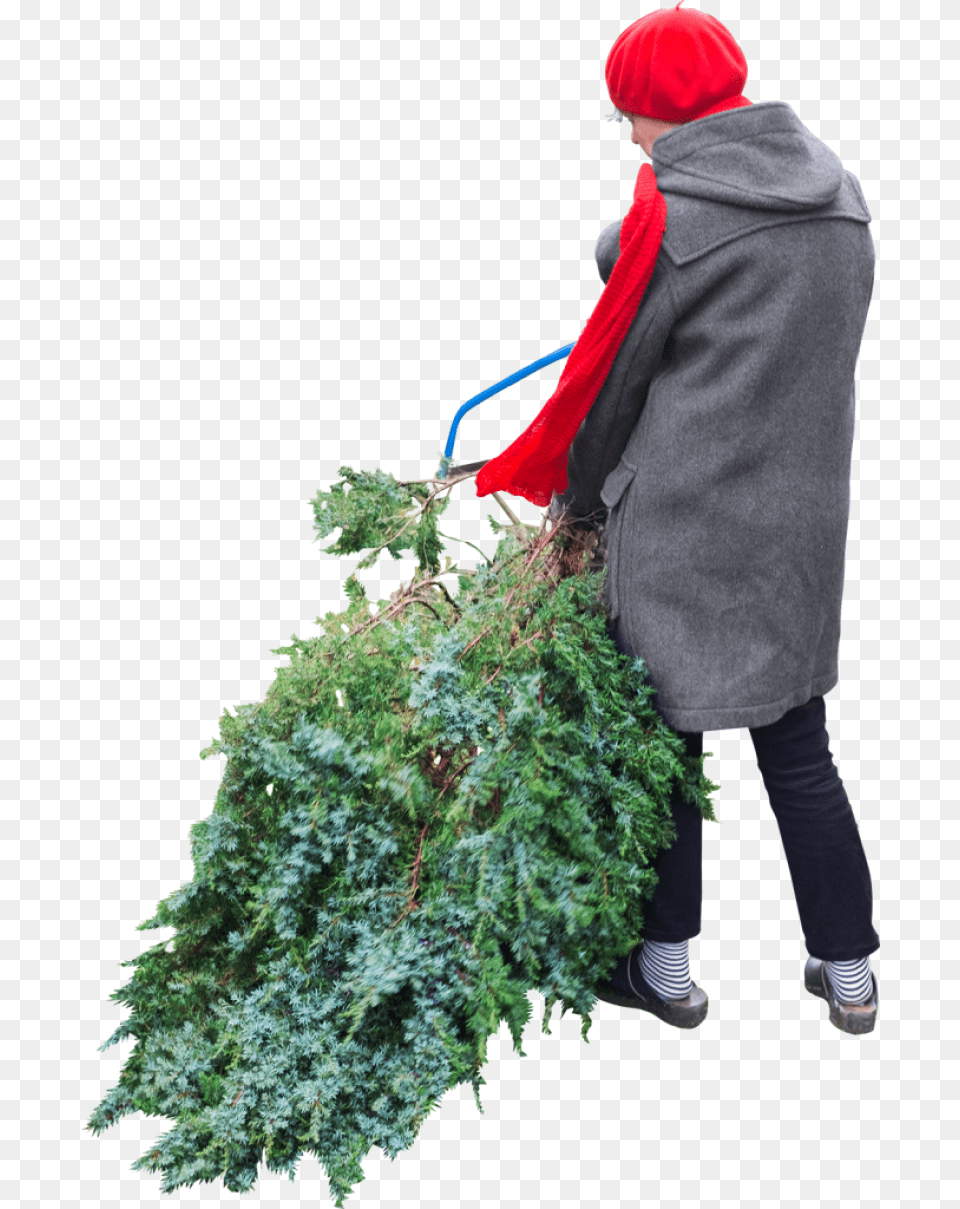 Cuts Tree People Cutting Tree, Gardening, Clothing, Coat, Person Free Png Download
