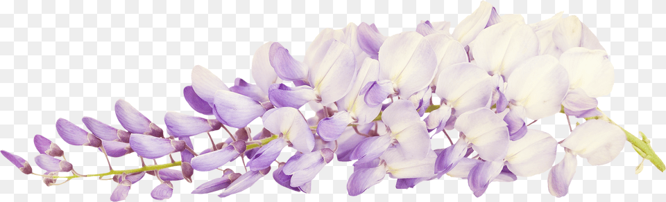 Cveti Derevya, Flower, Petal, Plant, Purple Free Png