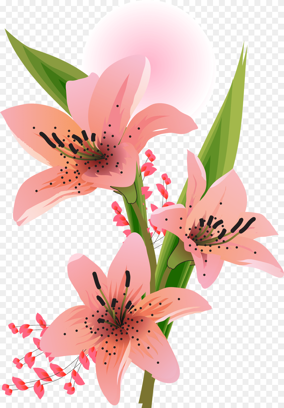 Cveti Liliya, Anther, Flower, Plant, Lily Free Png