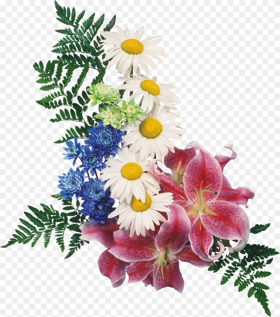 Cveti S Prozrachnim Fonom, Daisy, Flower, Flower Arrangement, Flower Bouquet Free Png