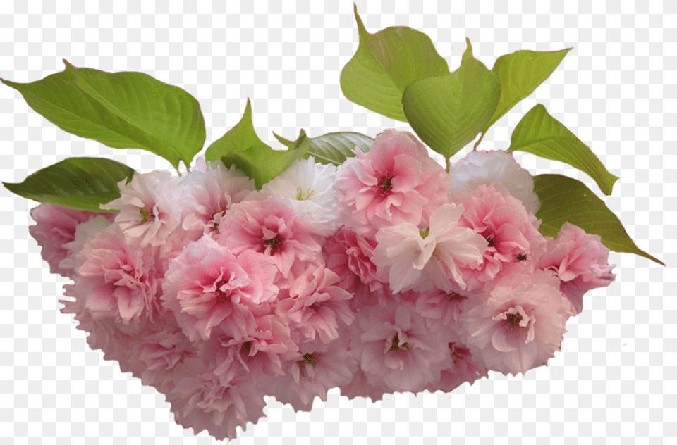 Cveti Sakuri Cvet Sakuri Na Prozrachnom Fone, Flower, Plant, Flower Arrangement, Flower Bouquet Free Transparent Png