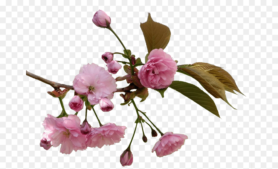 Cveti Vishni Na Prozrachnom Fone, Flower, Plant, Rose, Petal Free Png Download
