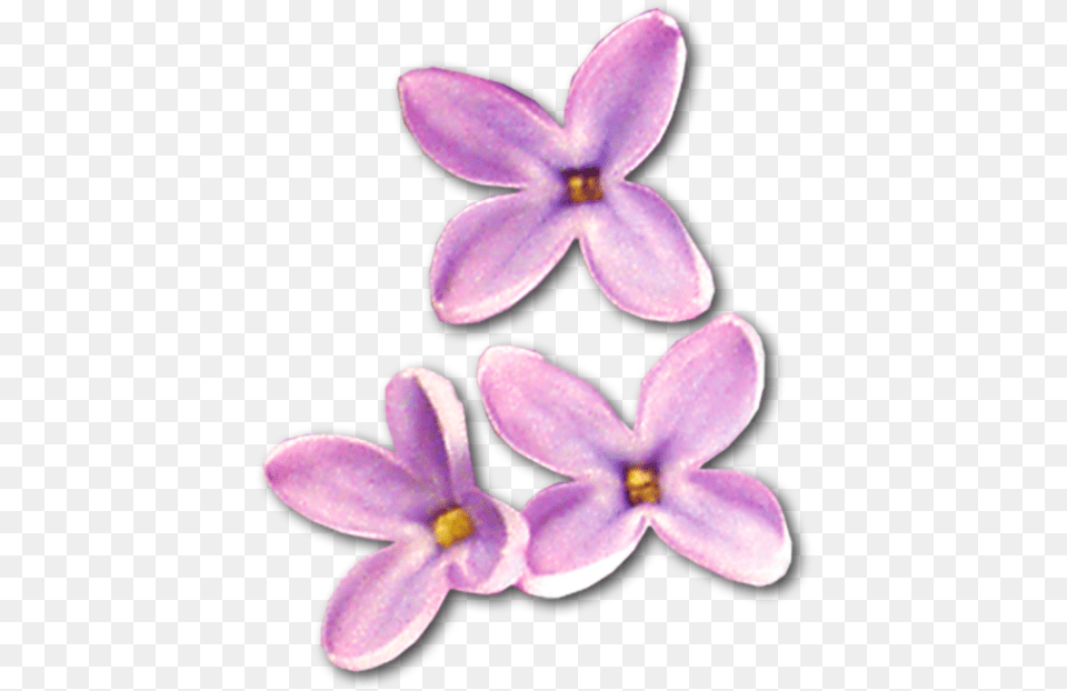 Cvetki Sireni, Flower, Plant, Lilac Free Png
