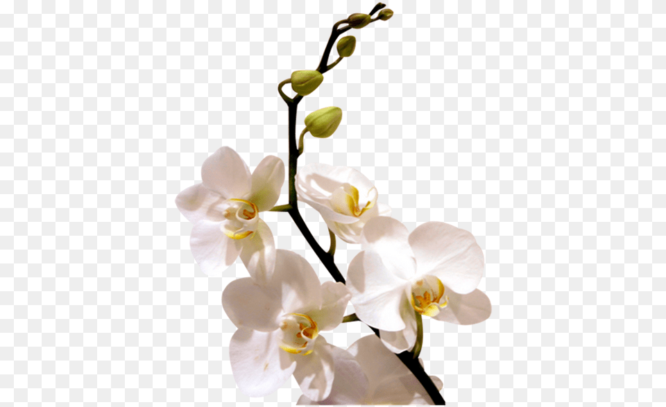 Cvetok Orhidei Vetka Orhidei Belaya Orhideya Orchid Orhidei, Flower, Plant, Person Free Transparent Png