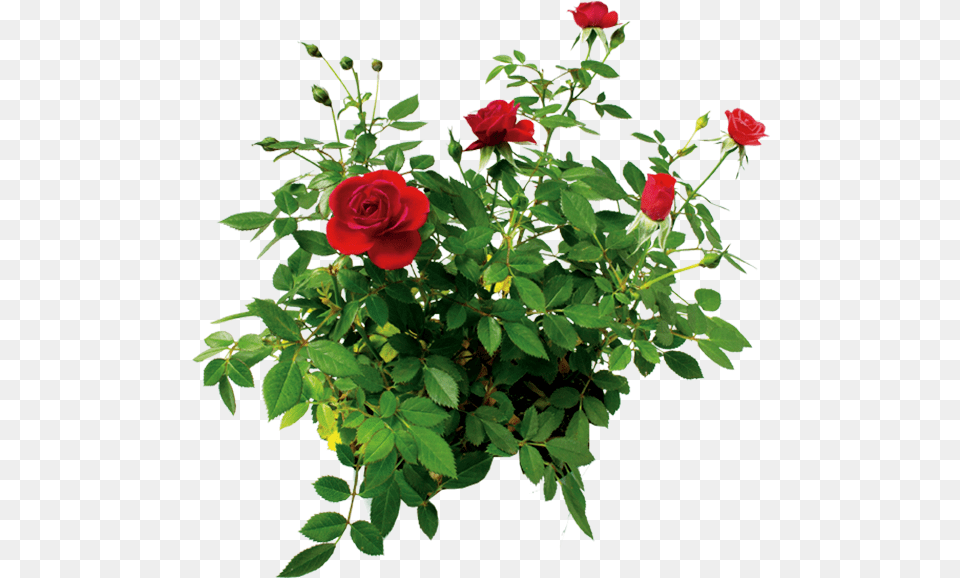 Cvetok Rozi Kust Rozi Krasnoj Rose Flower Rose Bush Rose Bush Transparent Background, Plant, Flower Arrangement, Flower Bouquet Free Png Download