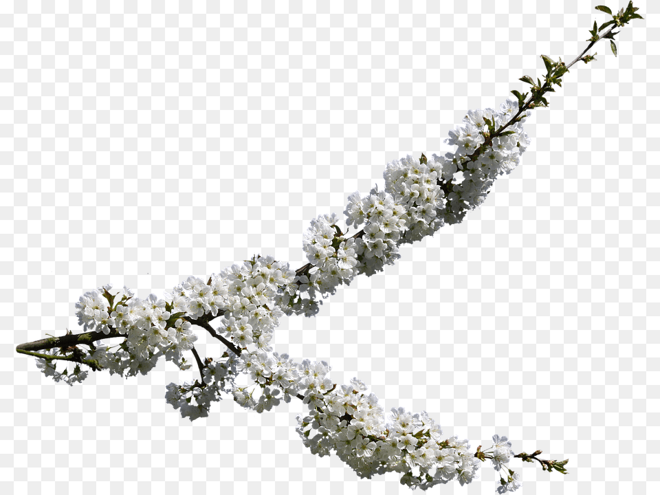 Cvetushee Derevo, Flower, Plant, Cherry Blossom, Petal Free Transparent Png