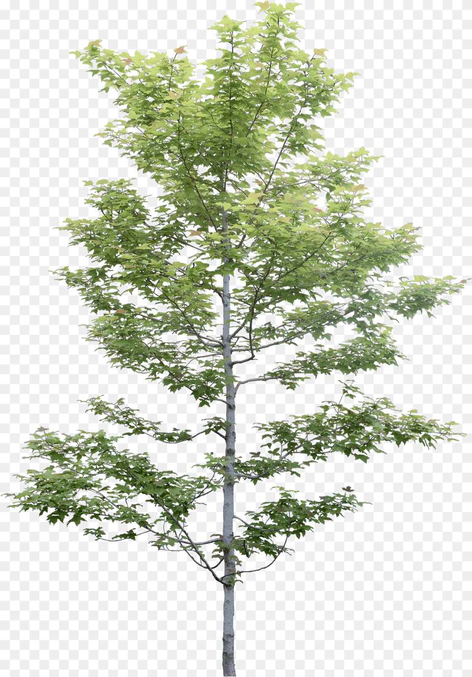 Cy Photoshop, Plant, Tree, Maple, Leaf Free Transparent Png