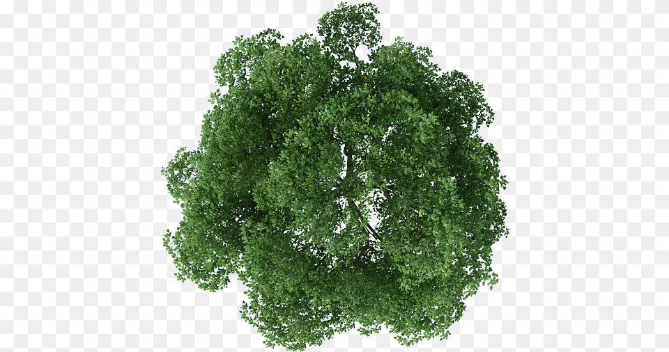 Cy Photoshop Tree Plan For Photoshop, Vegetation, Oak, Plant, Sycamore Png